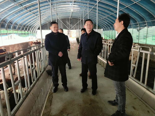 市農(nóng)業(yè)農(nóng)村局深入紫陽縣調(diào)研畜牧漁業(yè)高質(zhì)量發(fā)展工作 聚焦飼料銷售環(huán)節(jié)強鏈補鏈